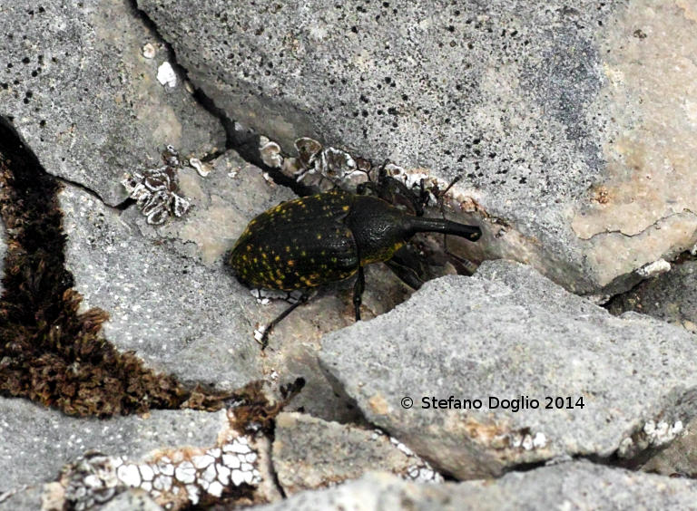 Larinus sturnus - Curculionidae